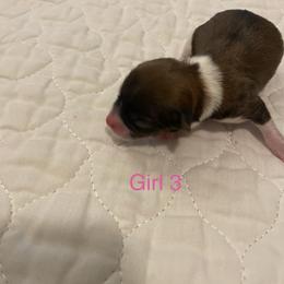 Girl 3 - Parti female Yorkshire Terrier puppy in Watertown, New York from NNYYorkies