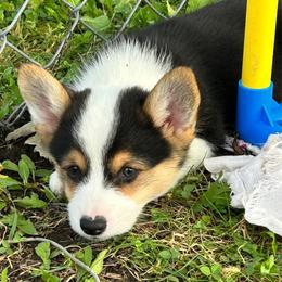 Don - Black and tan male Pembroke Welsh Corgi puppy in Blair, Wisconsin from Sandy’s Pet Grooming and Boarding & AKC Corgis