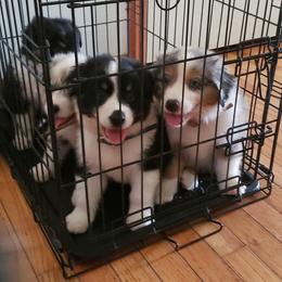 Australian Shepherd Puppies from Ohio Valley Australian Shepherds