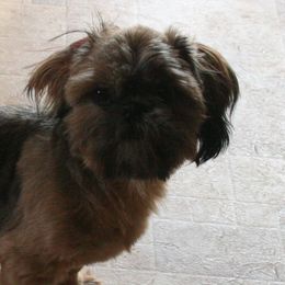 Rosco - Shih Tzu
