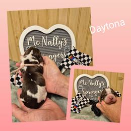 Daytona - Liver and white female English Springer Spaniel puppy in Freeland, Michigan from McNally's Springer Spaniels