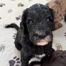 Dorian - Black male Goldendoodle puppy in Moreno Valley, California from Rainbow SoCal Doodles