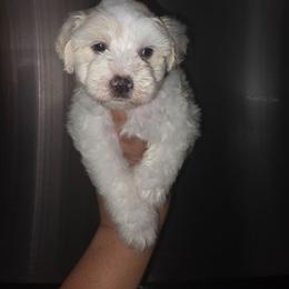 Darla - Wheaten female Miniature Schnauzer puppy in Bloomington, California from Michael's Minis