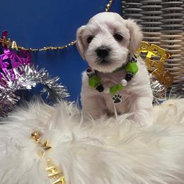 Green Collar Male - White male Miniature Schnauzer puppy in Sacramento, California from Hardcastle Family Schnauzer’s