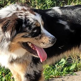 Miniature Australian Shepherds from Sugarcreek AKC Miniature Australian Shepherds