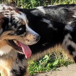 Miniature Australian Shepherds from Sugarcreek AKC Miniature Australian Shepherds