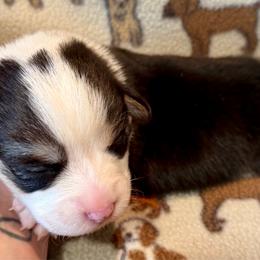 Male 2 - Black and tan male Pembroke Welsh Corgi puppy in Thornton, New Hampshire from Dinger’s Dogs