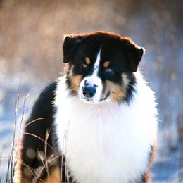 Fendi - Australian Shepherd