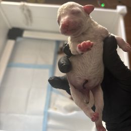 Poodle Puppies from Tyndaleia Watson