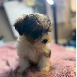 Curry - Black & tan tri-color male Morkie puppy in Florence, Kentucky from 4paws4ever by Design