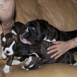 Boxer Puppies from Minstrel Boxers