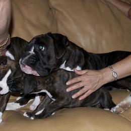 Boxer Puppies from Minstrel Boxers
