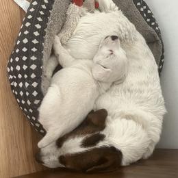 Border Collie and Jack Russell Terrier Puppies from CP FARMS BORDER COLLIES N JACKS CORP