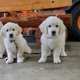 Golden Retriever Puppies from Hoekema Homestead Goldens