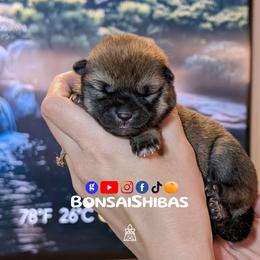 MATCHA - Red female Shiba Inu puppy in Minnesota from BonsaiShibas