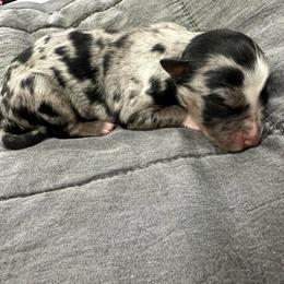California - Blue merle female Australian Shepherd puppy in Albertville, Alabama from Salt Creek Aussies
