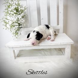 Skittles - Parti male Poodle puppy in from Pink Poodles and Doodles