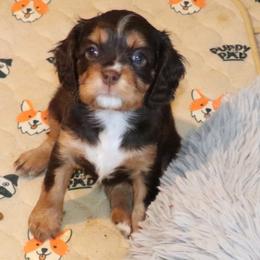 Truffles - Chocolate female Cavalier King Charles Spaniel puppy in Gulfport, Mississippi from Gulf Coast Cavaliers