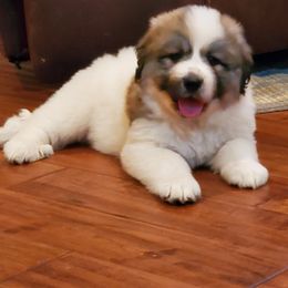 Great Pyrenees Puppies from Gulf Coast Pyrenees