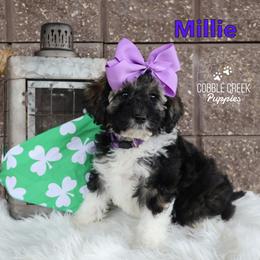 Millie - Sable female Bernedoodle puppy in Heyworth, Illinois from Cobble Creek Puppies