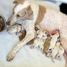 White Male - Apricot male Goldendoodle puppy in Great Falls, Montana from Montana Goldendoodles