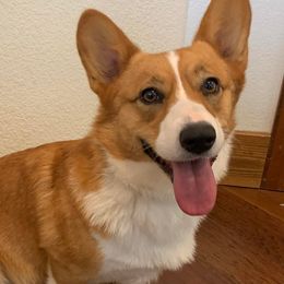Pembroke Welsh Corgis from OVR Corgis