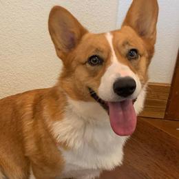 Pembroke Welsh Corgis from OVR Corgis
