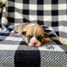 Taffy - Red female Pembroke Welsh Corgi puppy in Waverly, Iowa from Kindred Corgis