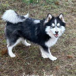 Runamok Don't Play With Matches (Pyro) - Black and white male Pomsky puppy in St. Maries, Idaho from Runamok Farm