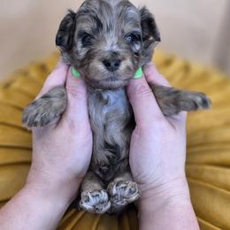 Pip - Merle male Goldendoodle puppy in Decatur, Tennessee from Diamond's Doodles
