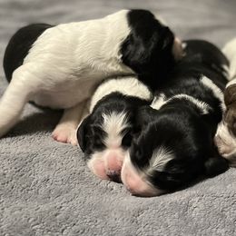 English Springer Spaniel Puppies from Juanita’s Springers