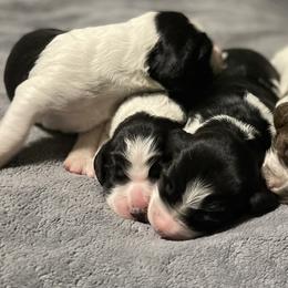 English Springer Spaniel Puppies from Juanita’s Springers