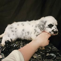 Dalmatian Puppies from Long Coat Dalmatians