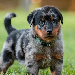 Bento - Harlequin male Beauceron puppy in Henderson, Nevada from Joie de Vie Beaucerons