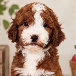Pippa - Red  female Goldendoodle puppy in Yuciapa, California from AlltheDoodlez_