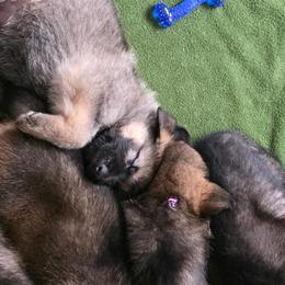 German Shepherds from Slippery Slope Shepherds