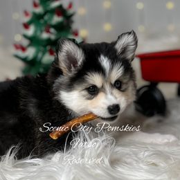 Fatso - Black and white male Pomsky puppy in Rossville, Georgia from Scenic City Pomskies