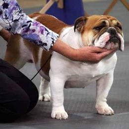 Bulldog All Grown Up from Toadhall Bulldogs