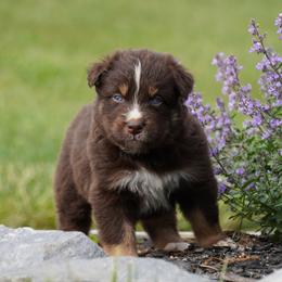 Walnut - Red tri-color male Australian Shepherd puppy in Glenville, Pennsylvania from Rolling Hills Australian Shepherds