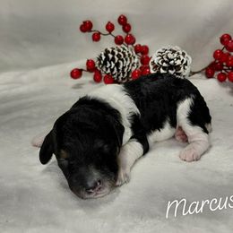 Marcus - Parti male Goldendoodle puppy in Eau Claire, Wisconsin from Fisher River Doodle's