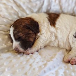 Bernedoodle and Bernese Mountain Dog Puppies from KEE Bernedoodles