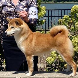 VIOLET - Shiba Inu