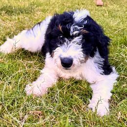 Caramel (Aqua) - Tri-color female Bernedoodle puppy in Rockwall, Texas from Glory Doodles