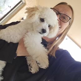 Maltipoo and Poodle All Grown Up from Cowgirl's Legacy Maltipoos