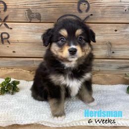 Herdsman - Black tri male Miniature Australian Shepherd puppy in El Dorado Springs, Missouri from OR Aussies
