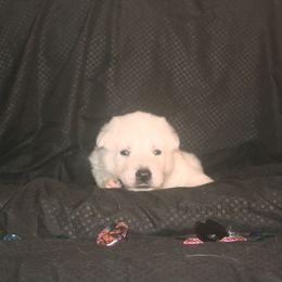 Iolite -Purple - White female German Shepherd puppy in Grimes County, Texas from Double H German Shepherds
