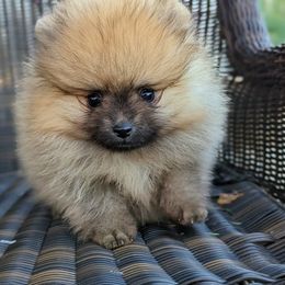 Pomeranian Puppies from Pop Off Pomeranians