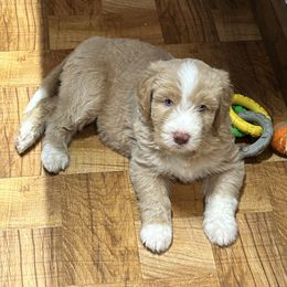 Aussiedoodle Puppies from Royal Paw Aussiedoodles