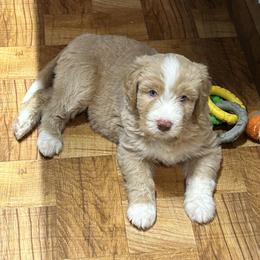 Aussiedoodle Puppies from Royal Paw Aussiedoodles