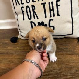 Pink Collar - Red female Pembroke Welsh Corgi puppy in Elberton, Georgia from Lonesome Boone Corgis